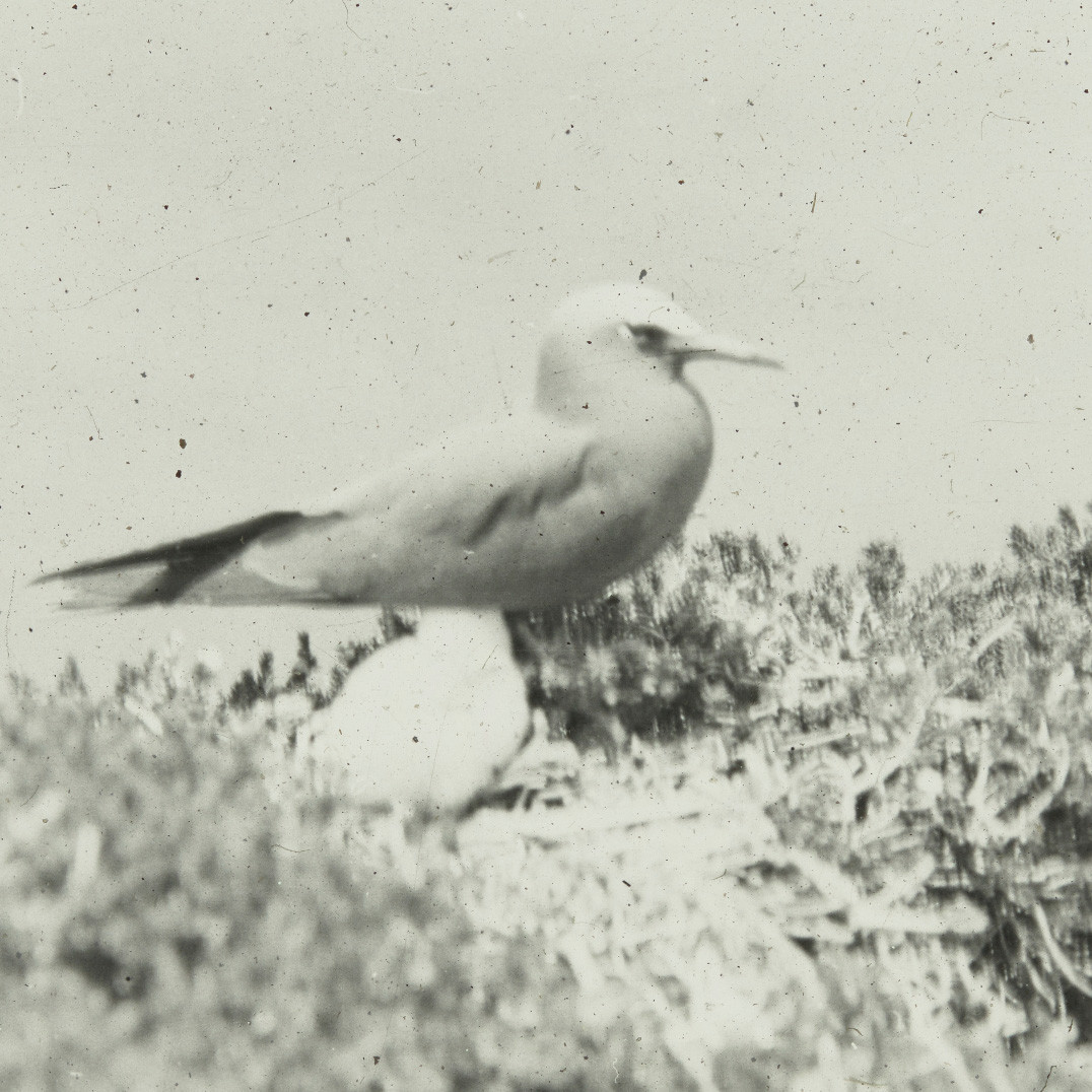 Nesting bird with chick, Lord Howe Island