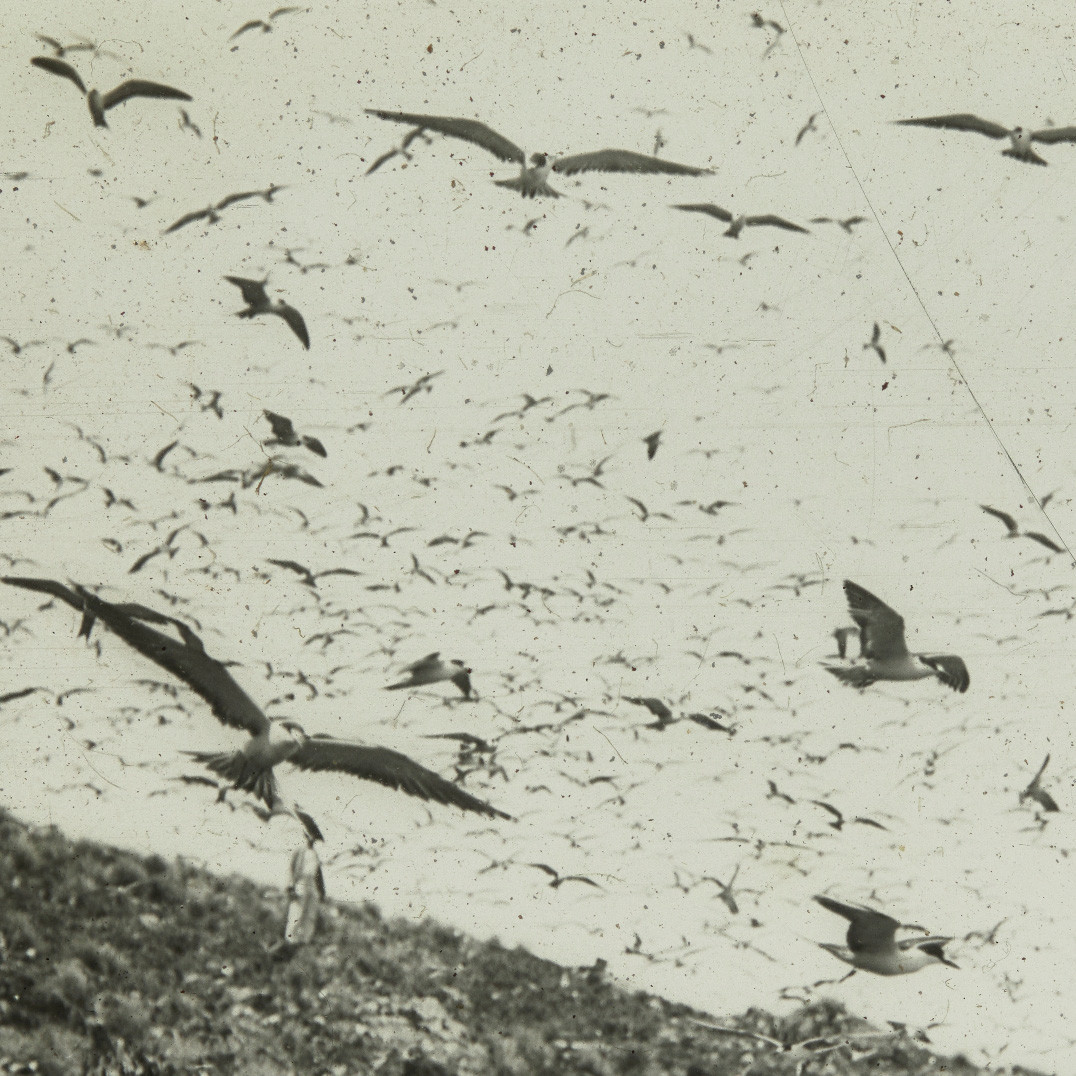 Flock of sooty terns, Lord Howe Island