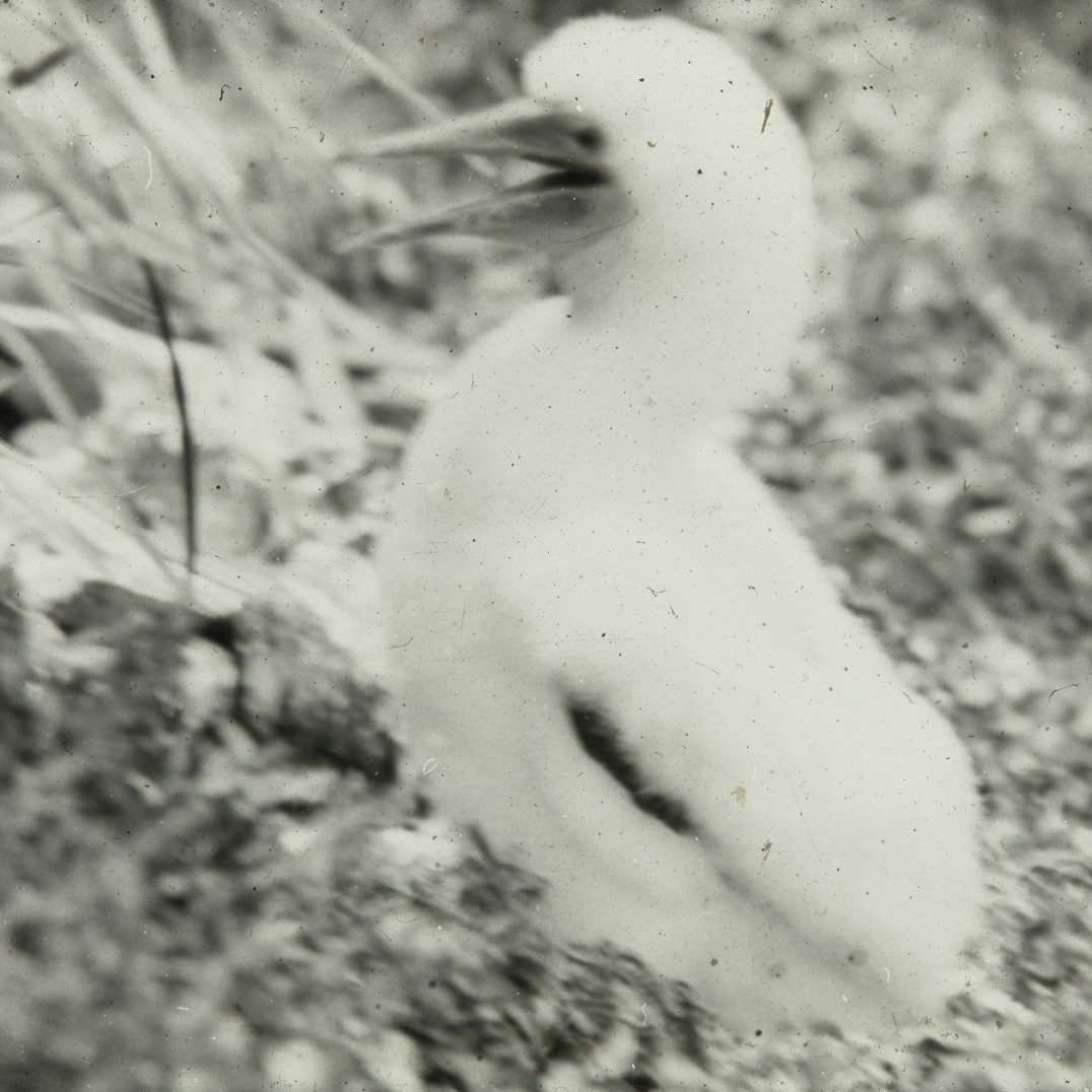 Masked booby chick
