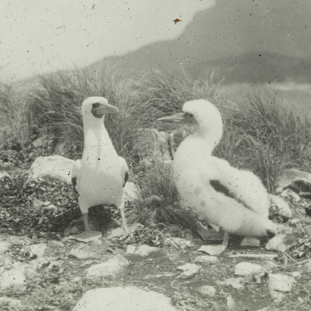 Masked booby with chick