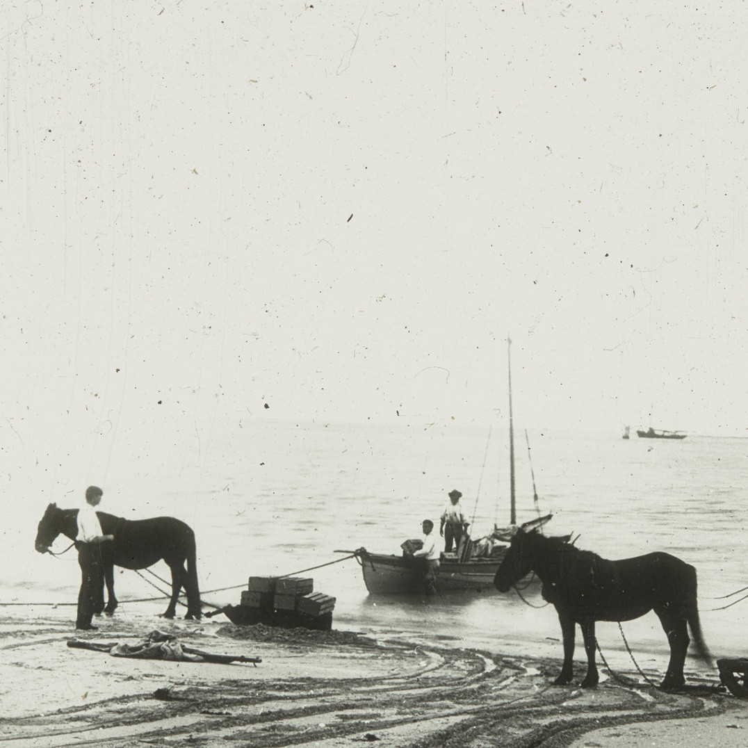 People with horses unloading/loading boat, Lord Howe Island