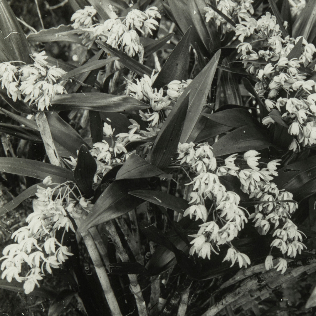 Bush Orchids, Lord Howe Island