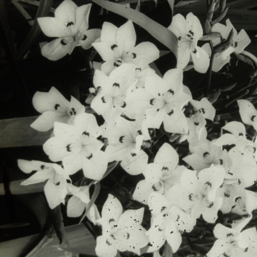 Lord Howe Wedding Lilies, Lord Howe Island