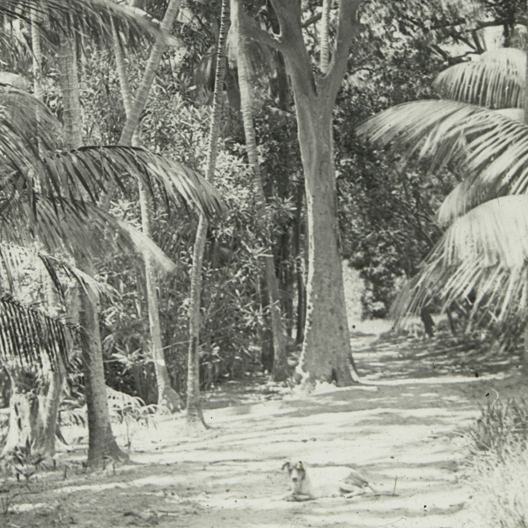 Dog on a path, Lord Howe Island