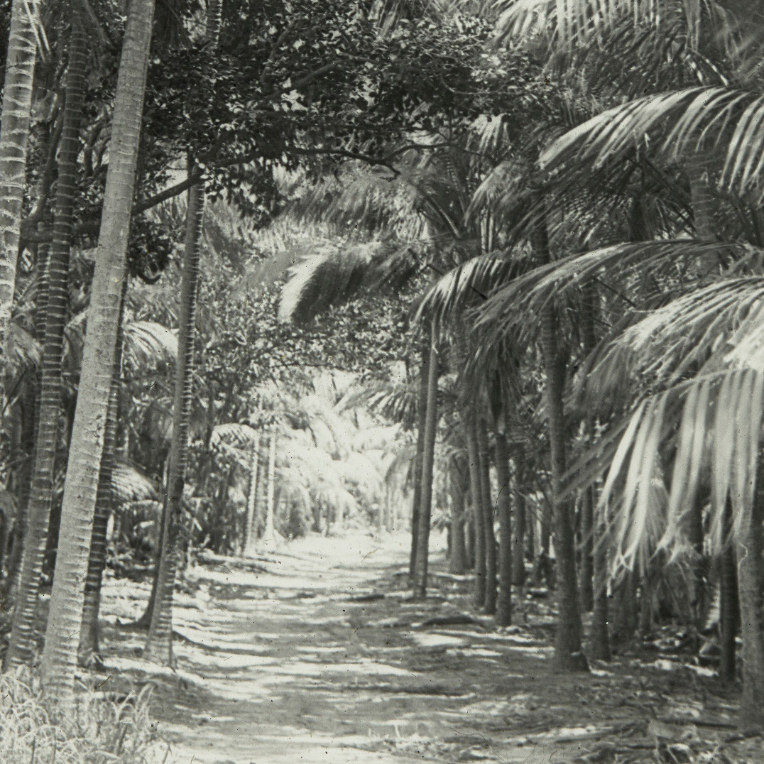Path through forest of palm trees, Lord Howe Island