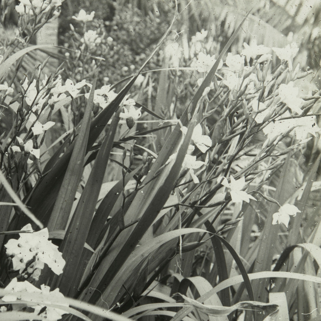 Lord Howe Island Wedding Lily