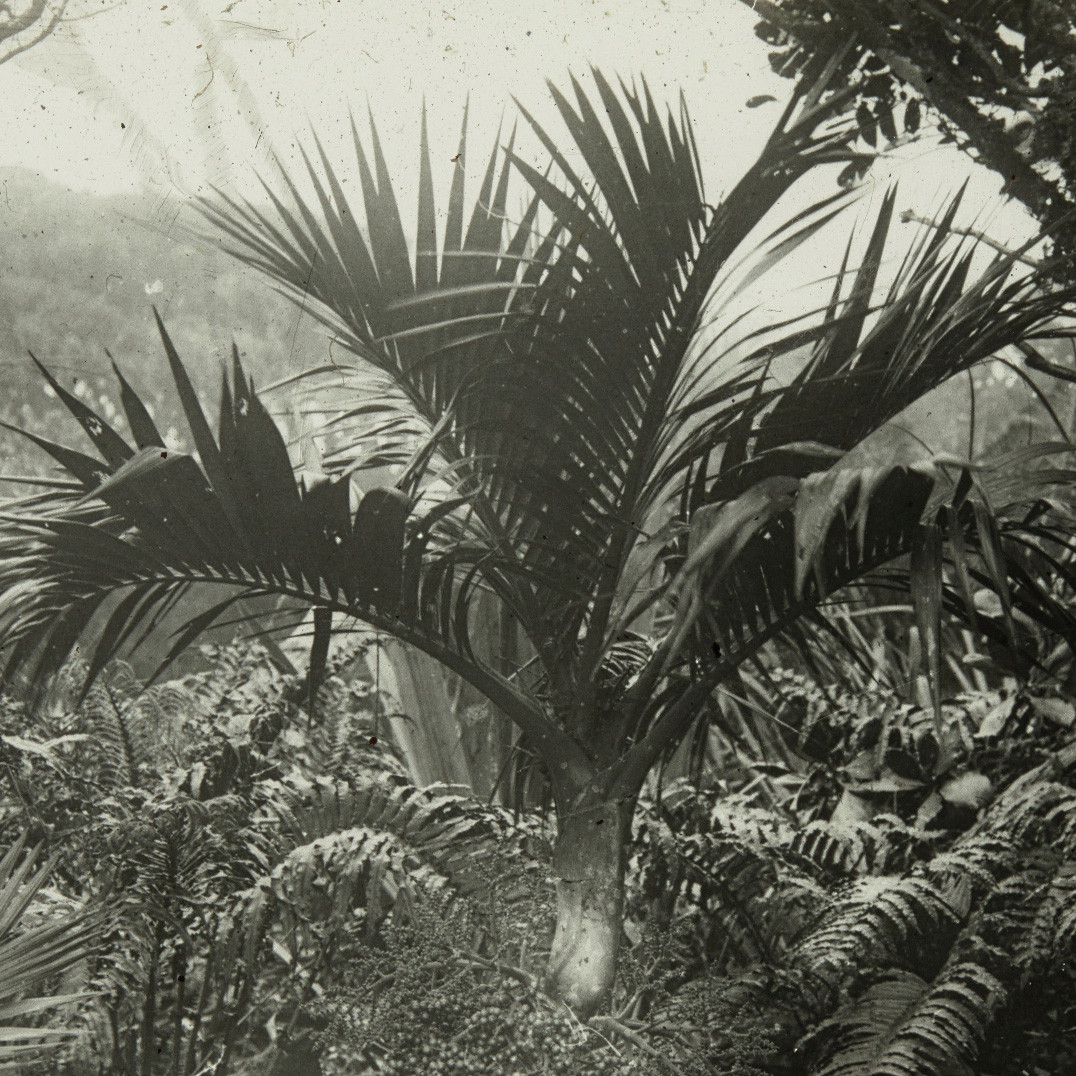 Belmore Sentry palm, Lord Howe Island