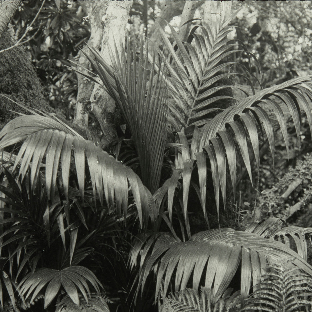 Palm fronds, Lord Howe Island