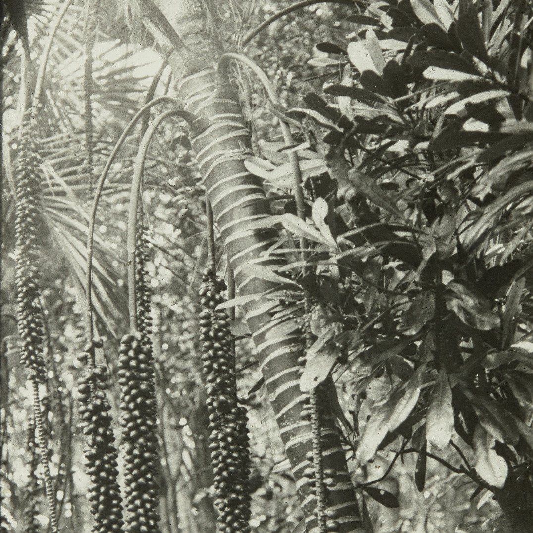 Fruiting Kentia Palm, Lord Howe Island