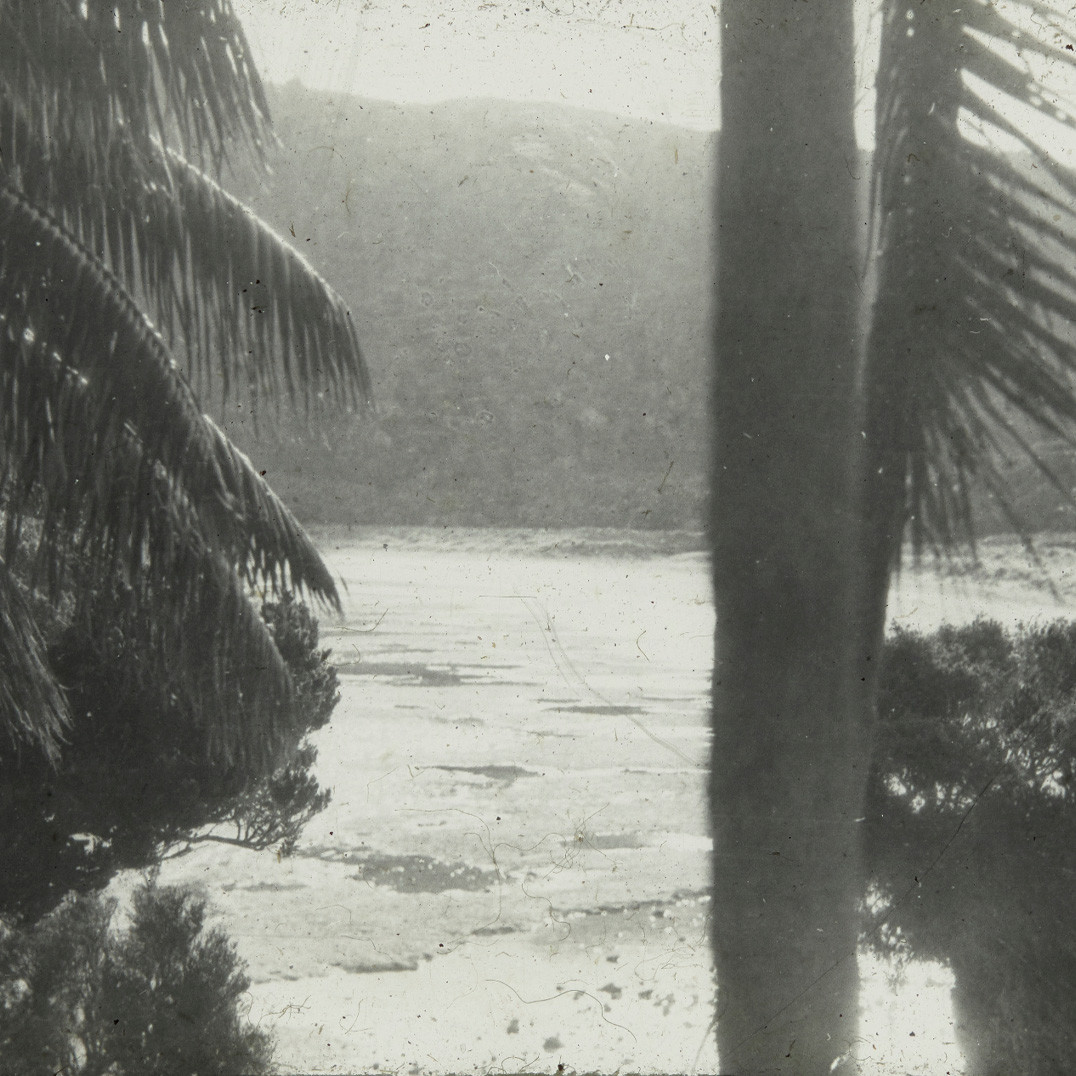 View through palm trees towards sandy beach, Lord Howe Island