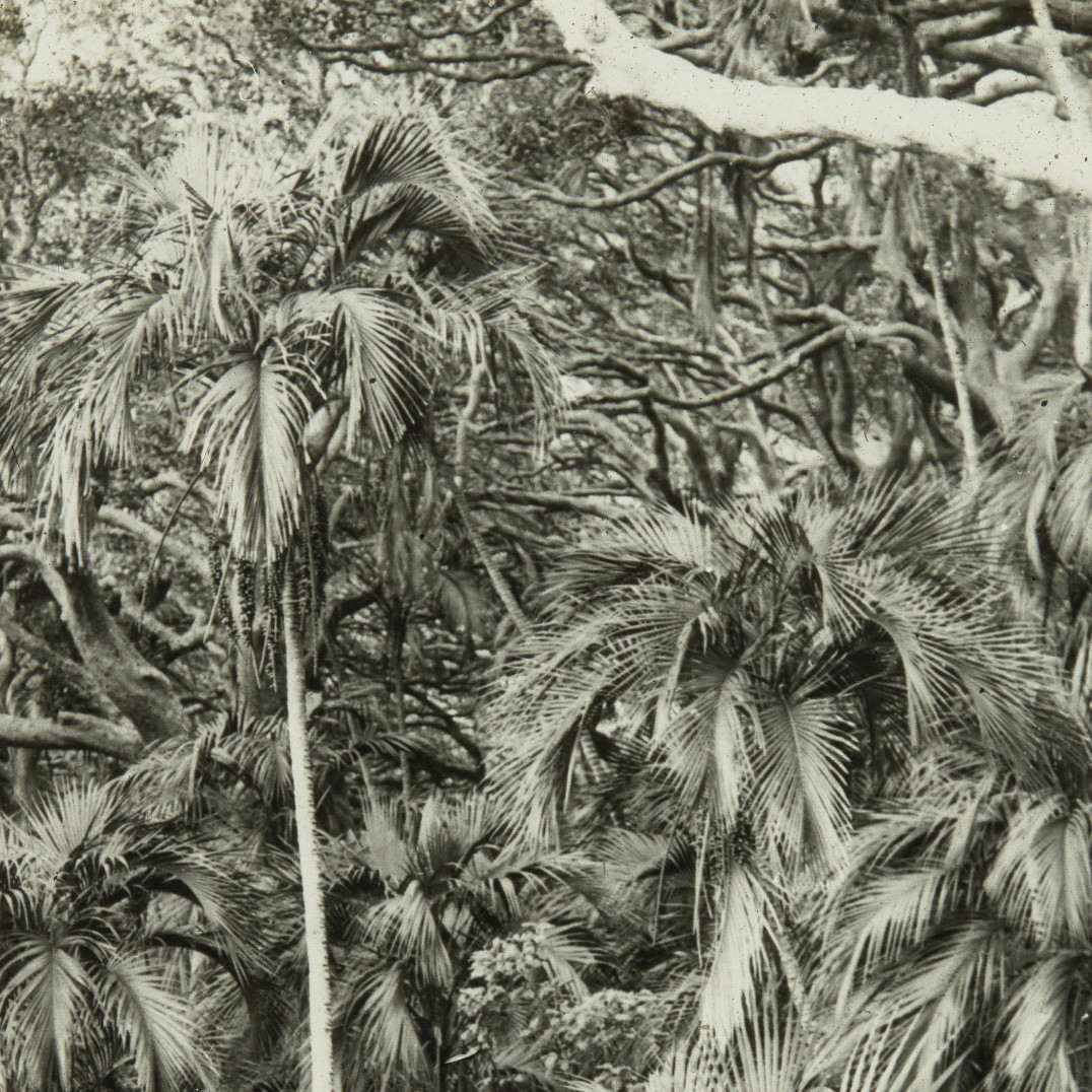 Kentia Palms, Lord Howe Island