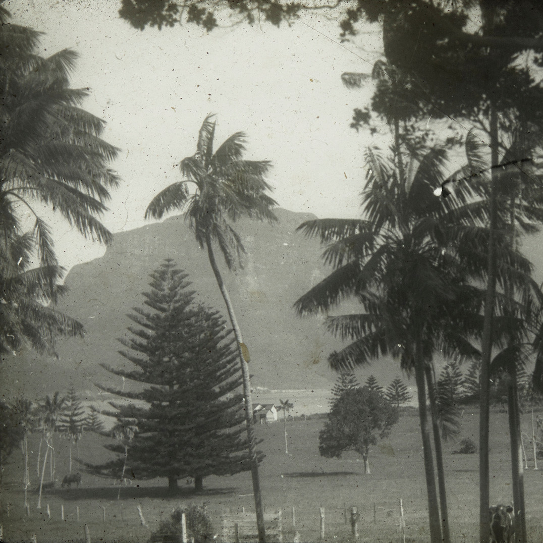 Cattle in pasture with Mt Gower in background, Lord Howe Island