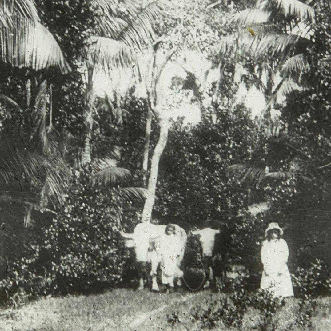 Thompson's Farm, Lord Howe Island