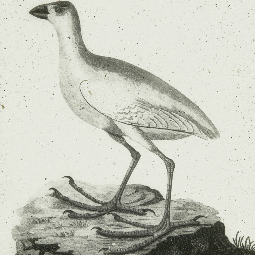 Engraving of a Lord Howe Swamphen