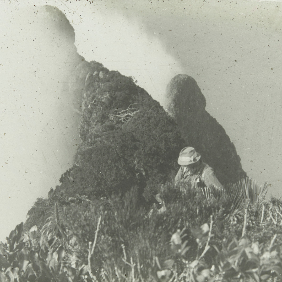 Person in the mountain ranges of Lord Howe Island