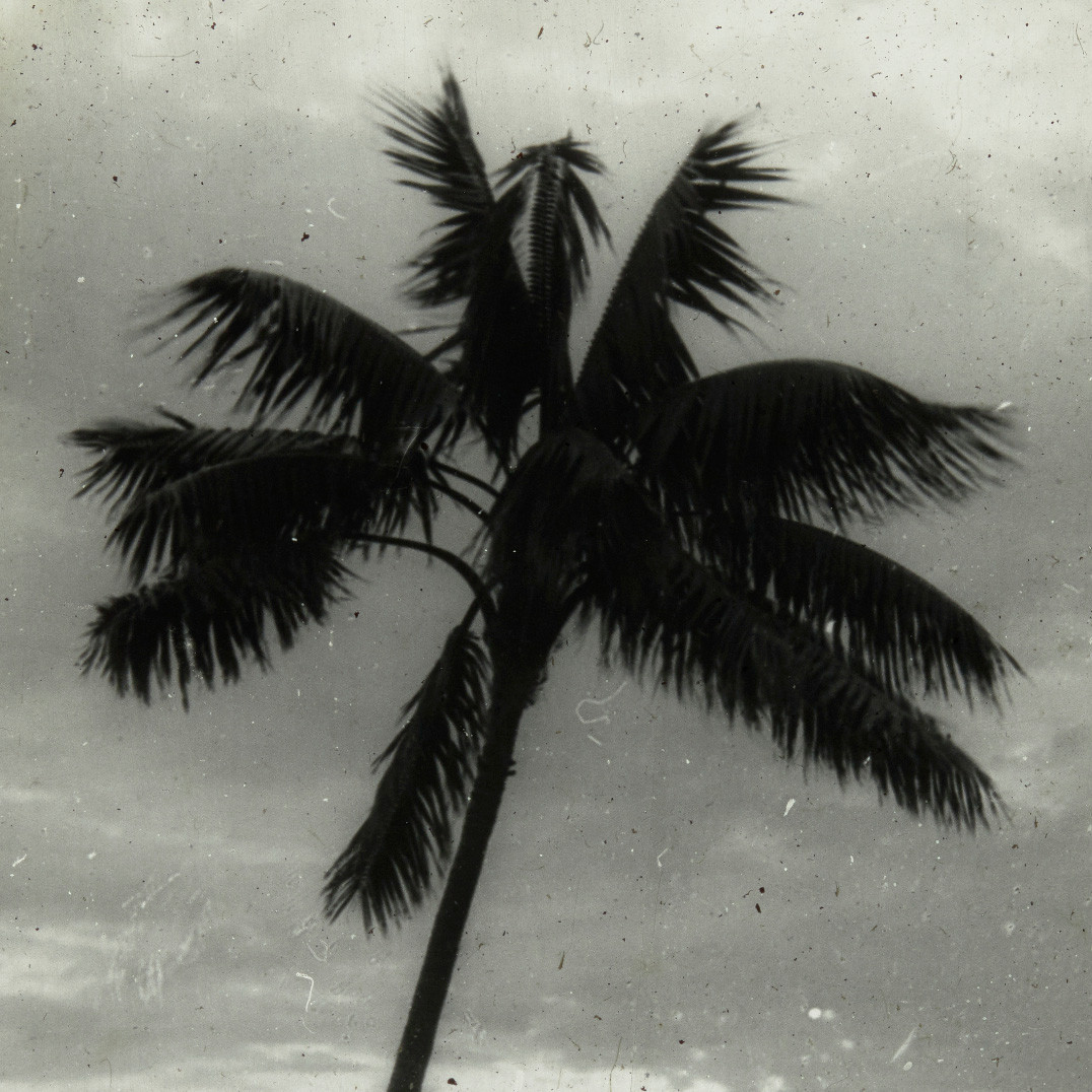 Single palm tree by the ocean, Lord Howe Island
