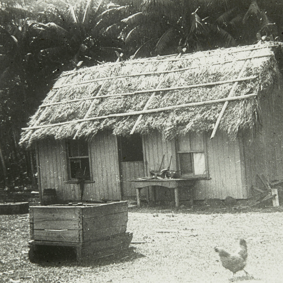 Wooden house with palm-thatched roof, Lord Howe Island