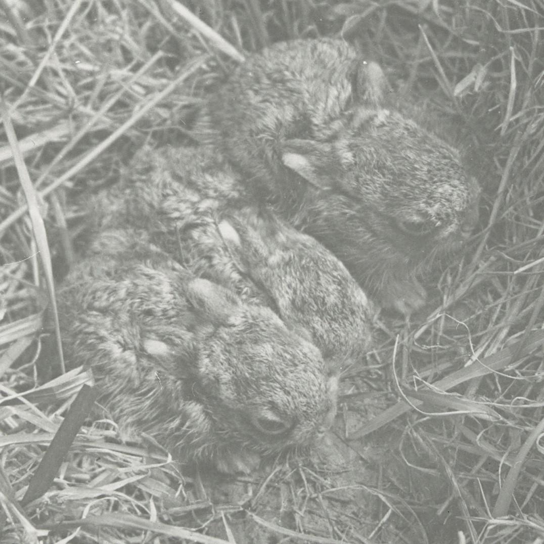 Three young hares, South Coast, N.S.W. 
