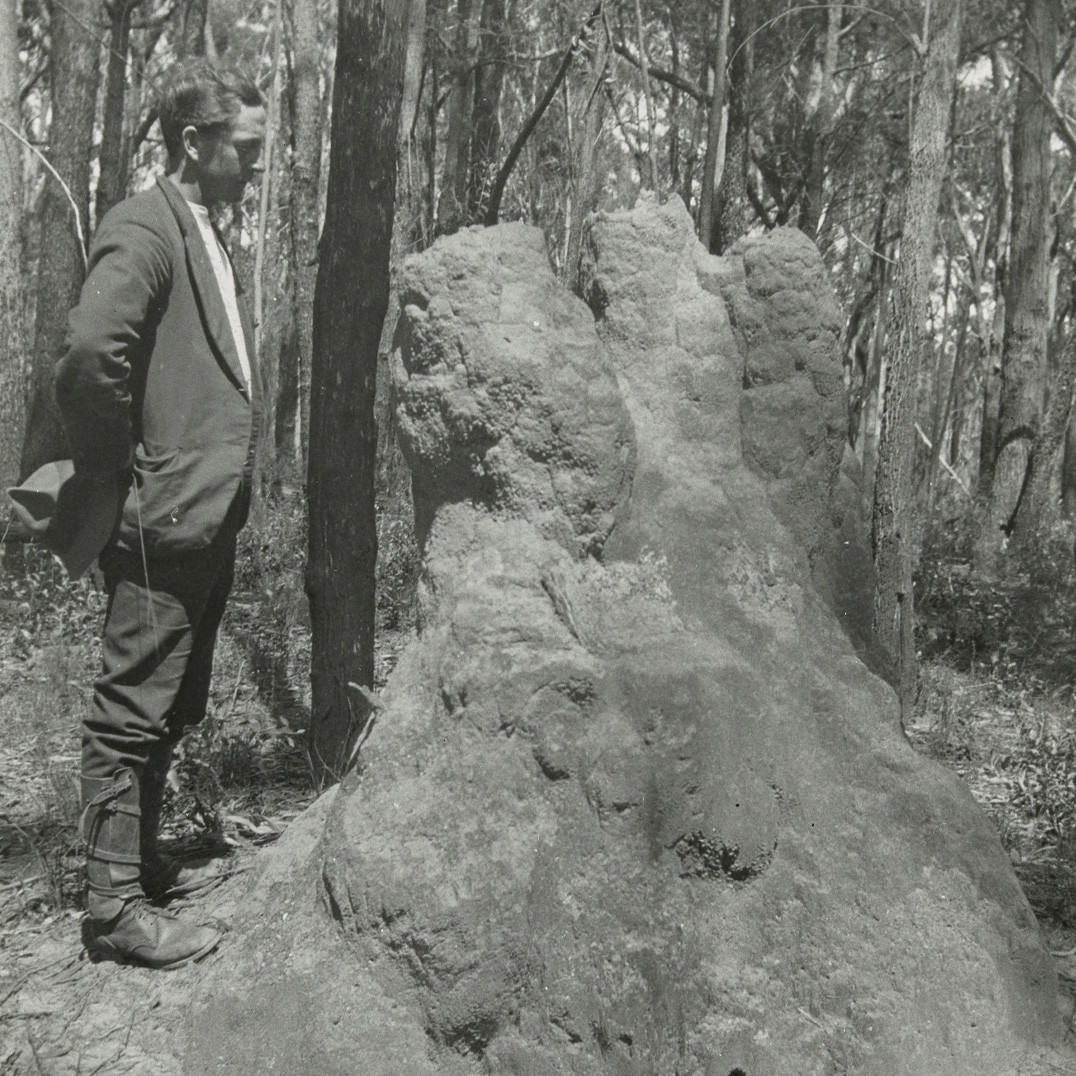 Termite mound, South Coast, N.S.W.