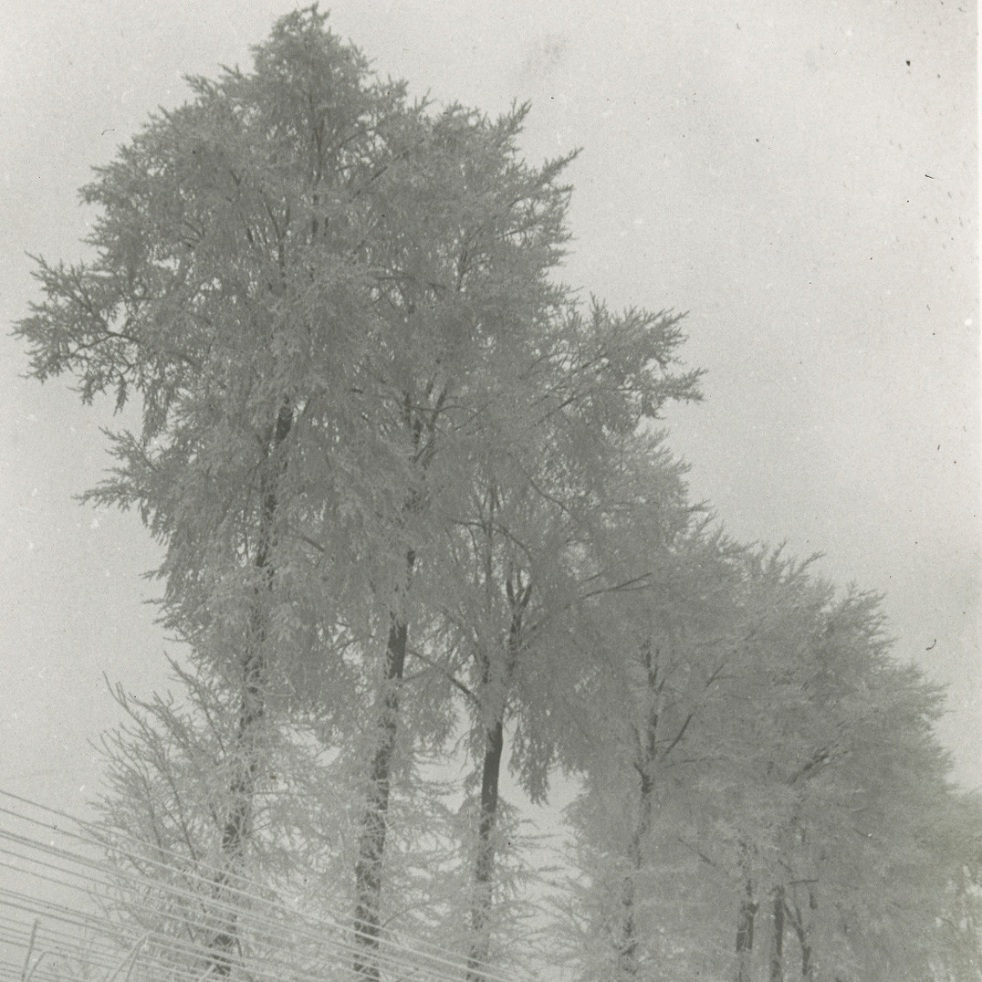 'Hoar frost' covering a row of trees, France