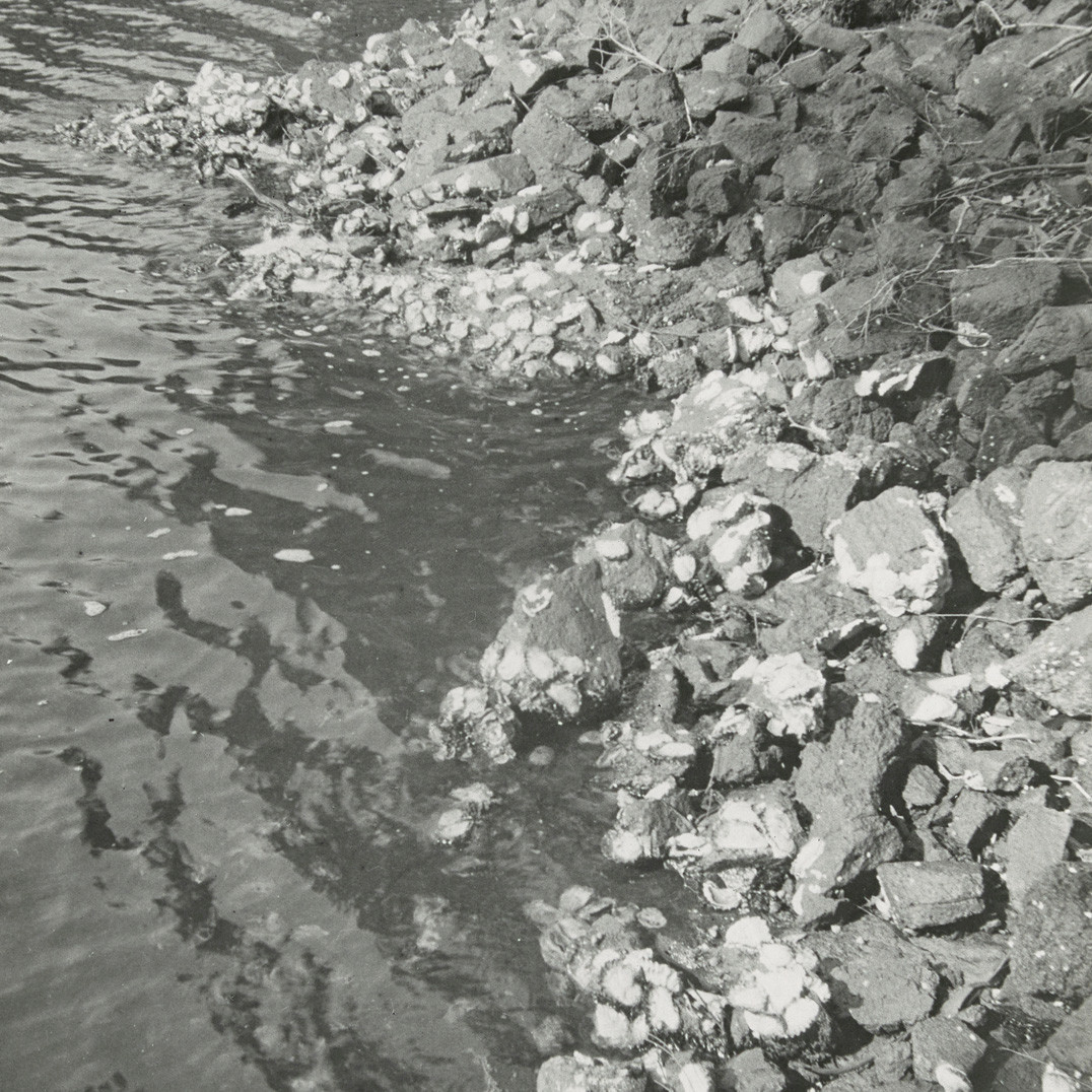 Rocky shore and oyster shells, South Coast (N.S.W.)