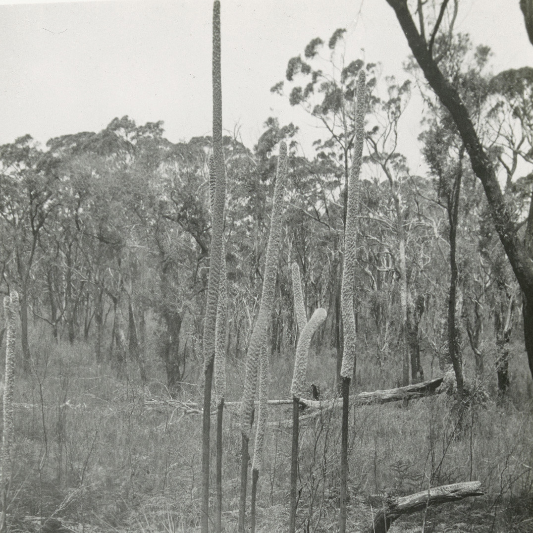 Grass trees on the South Coast, N.S.W.