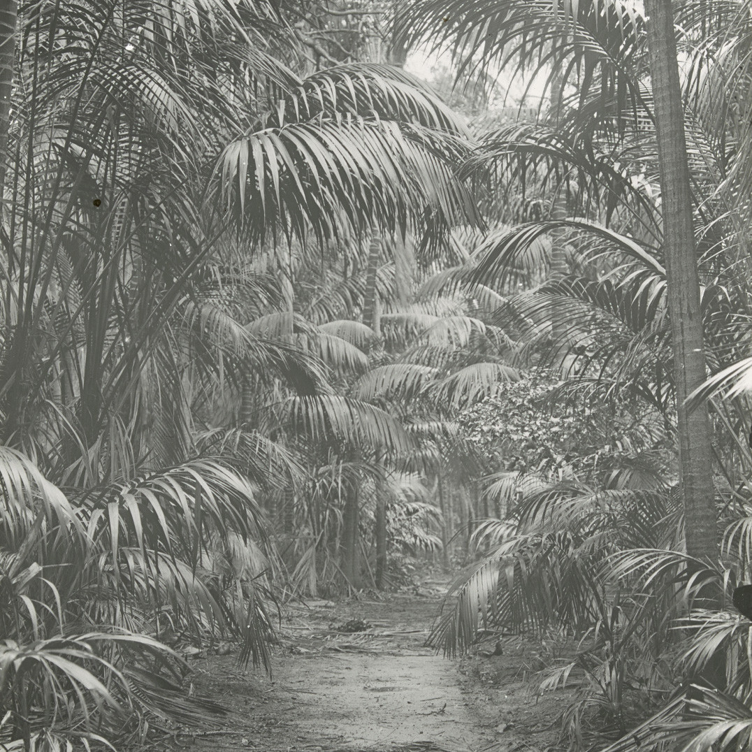 Path in a forest of palms, Lord Howe Island