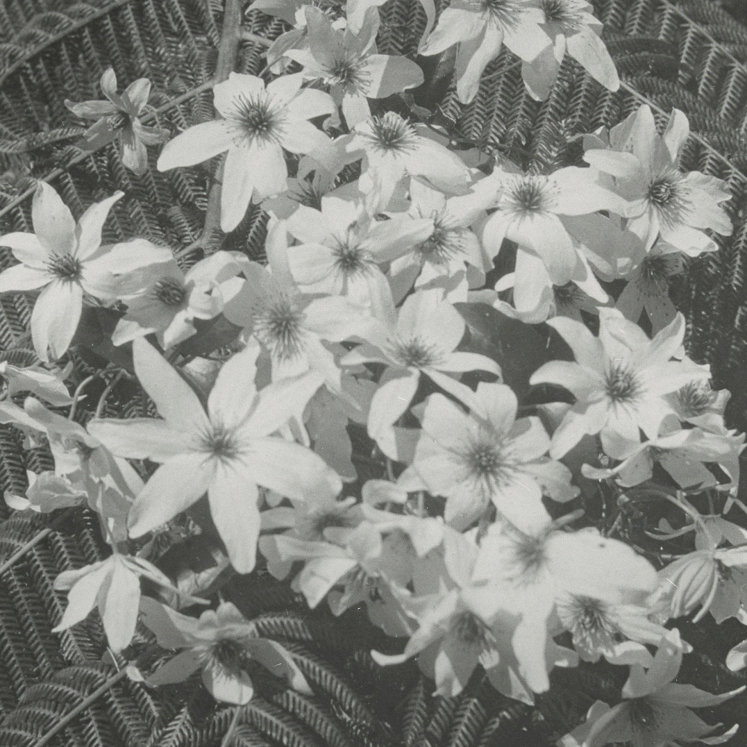 New Zealand clematis