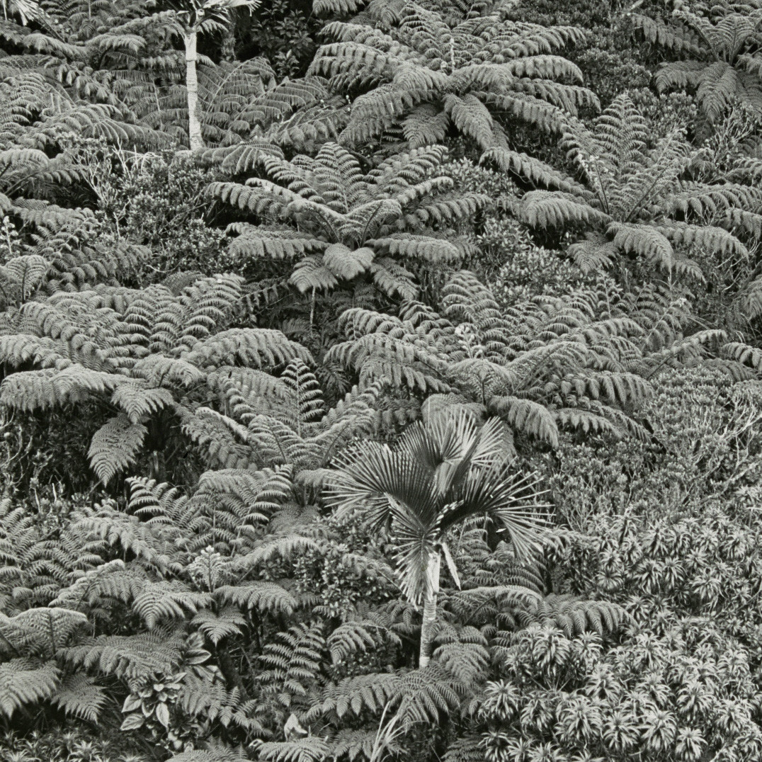 Tree ferns, Lord Howe Island