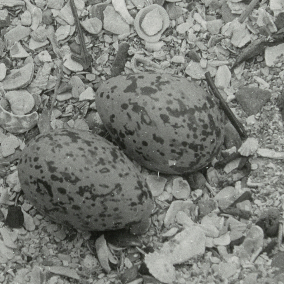 Birds nest on the beach