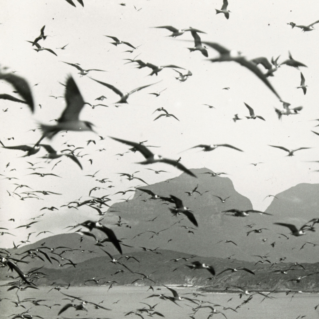 Sooty terns, Lord Howe Island
