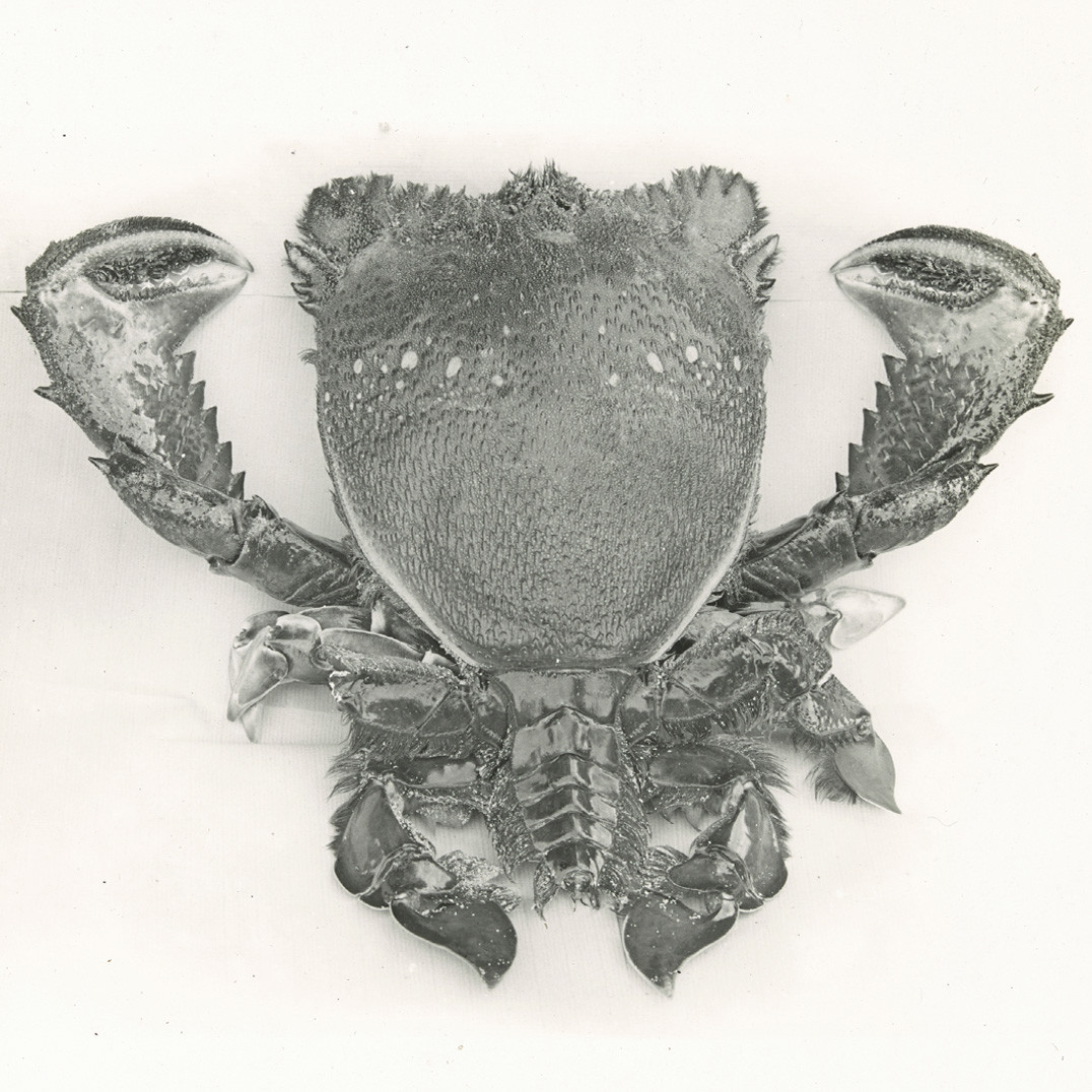 Spanner crab (red frog crab)