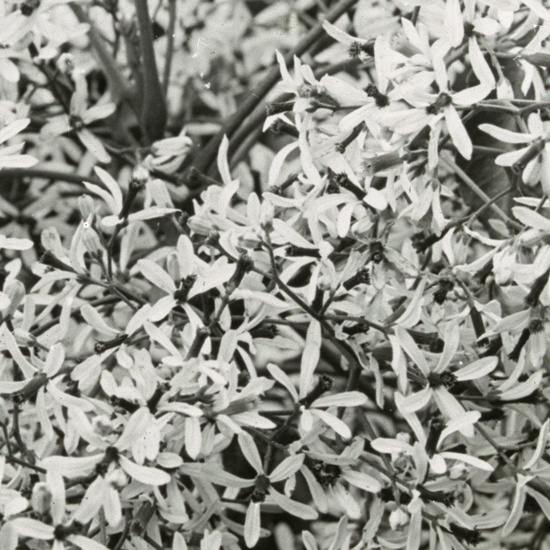Flowers, Norfolk Island