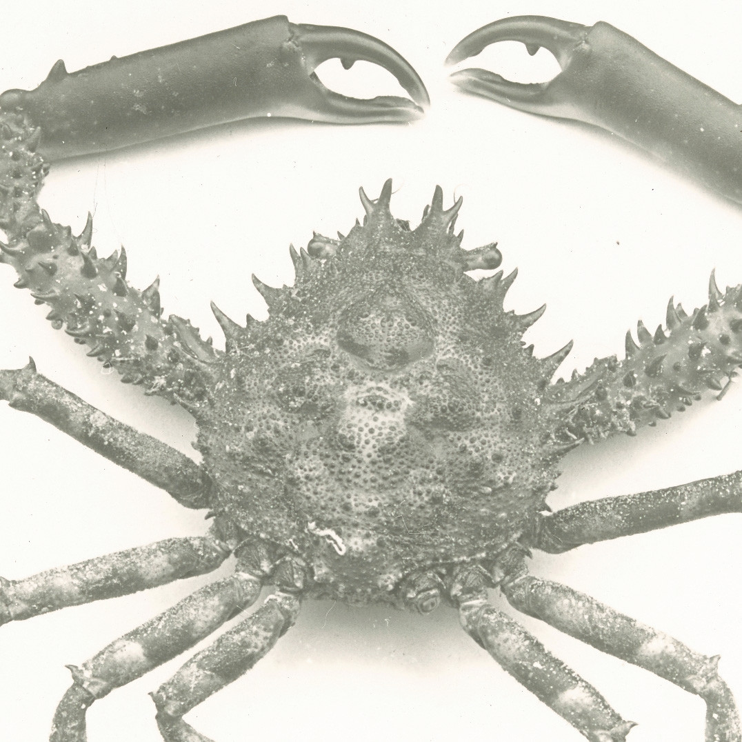 Unidentified spiky shelled crab