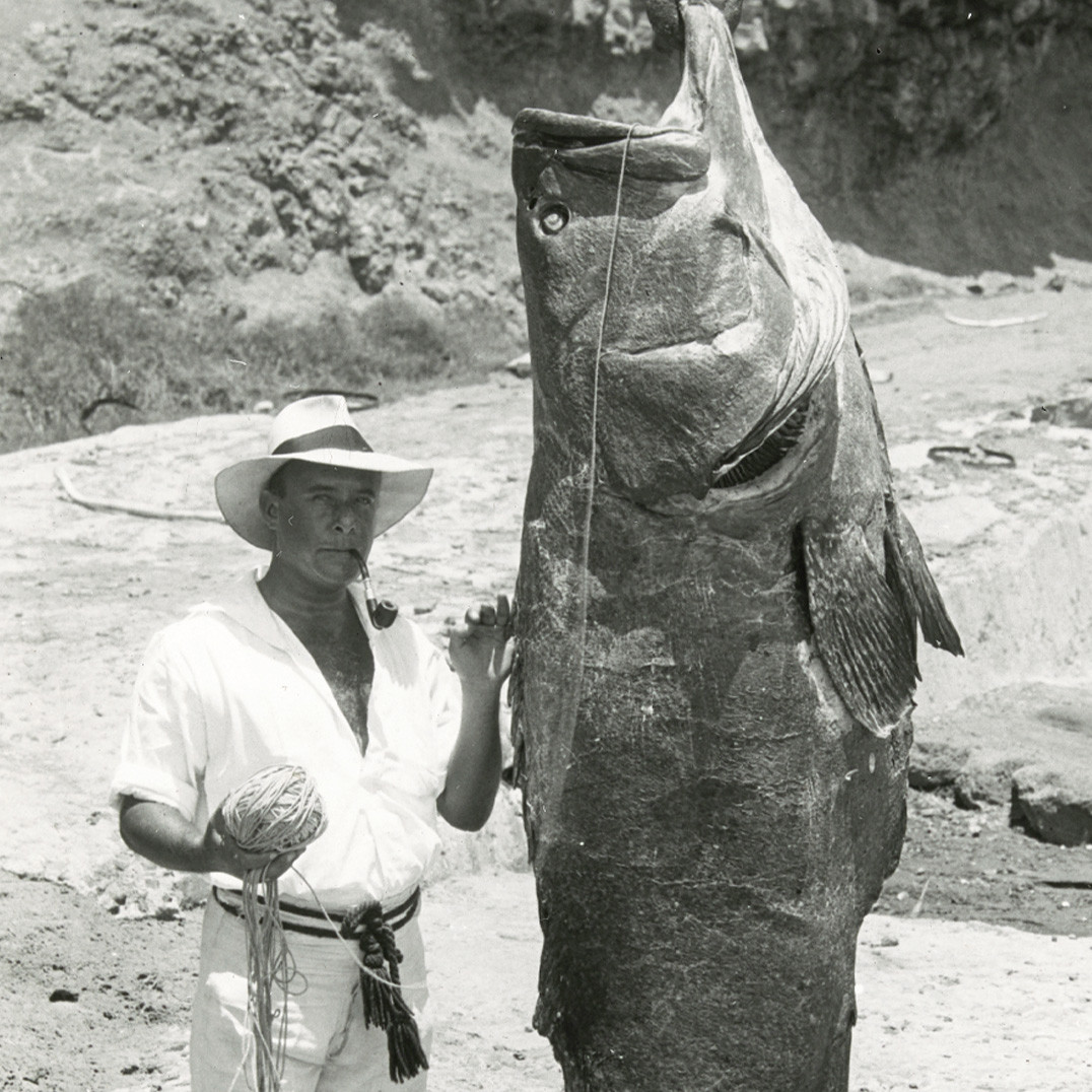 Mr. Cromwell posing with giant hapuka, Norfolk Island