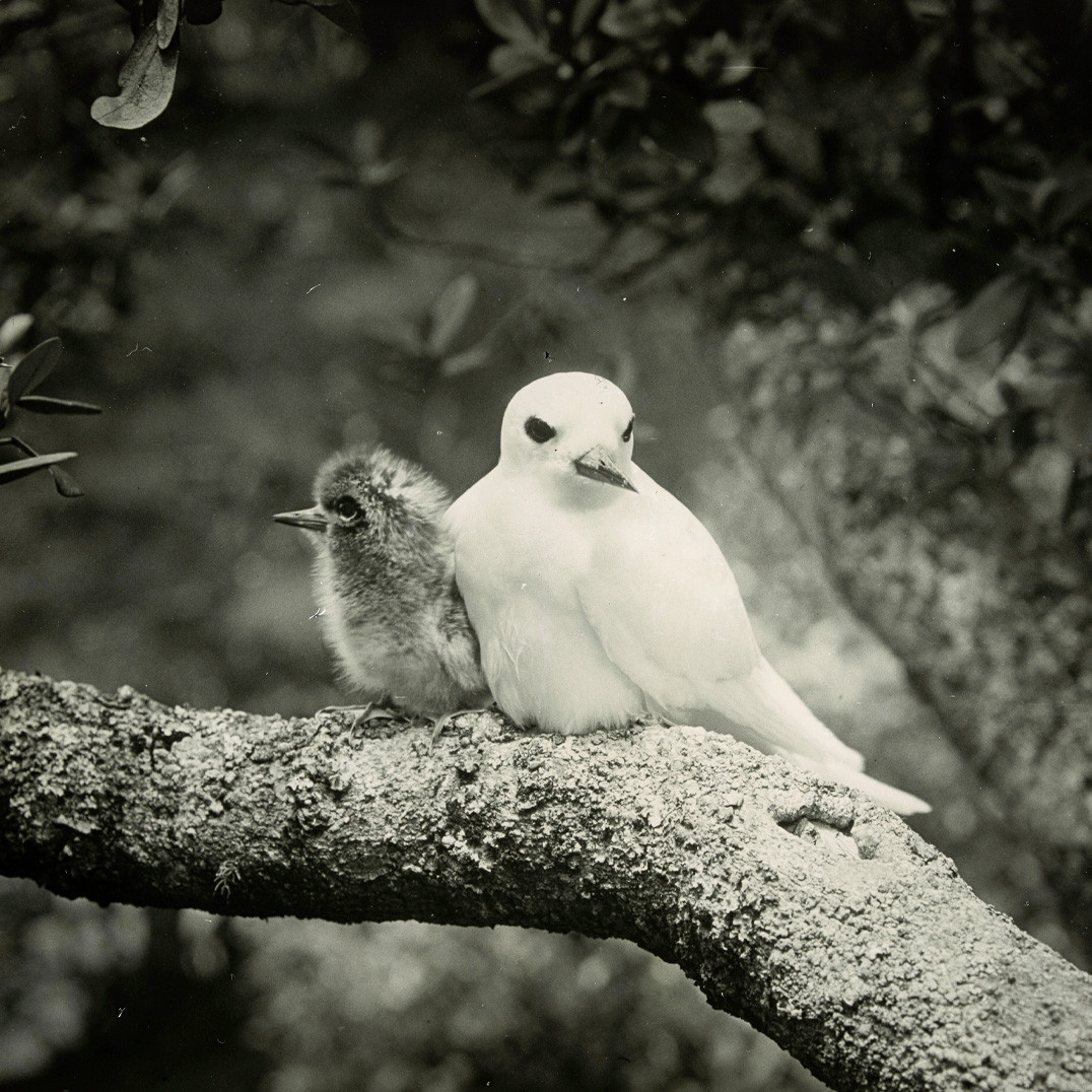White tern with chick, Norfolk Island
