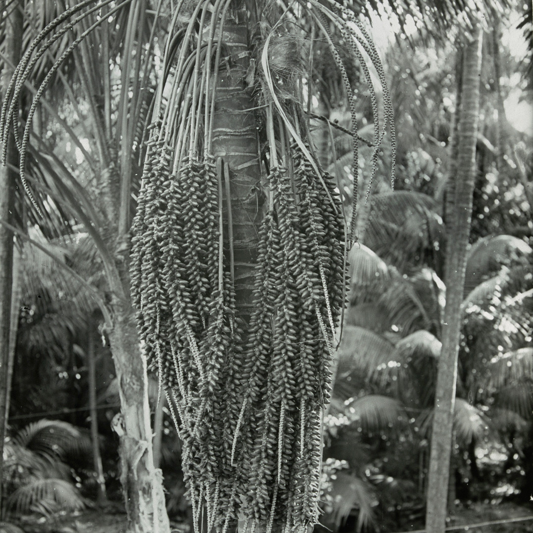 Kentia palm with fruit