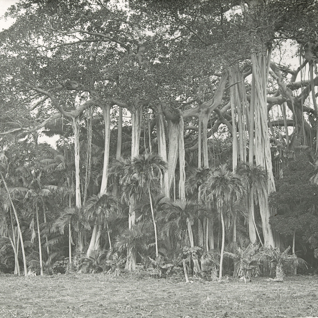 Lord Howe Banyan and palms, Lord Howe Island