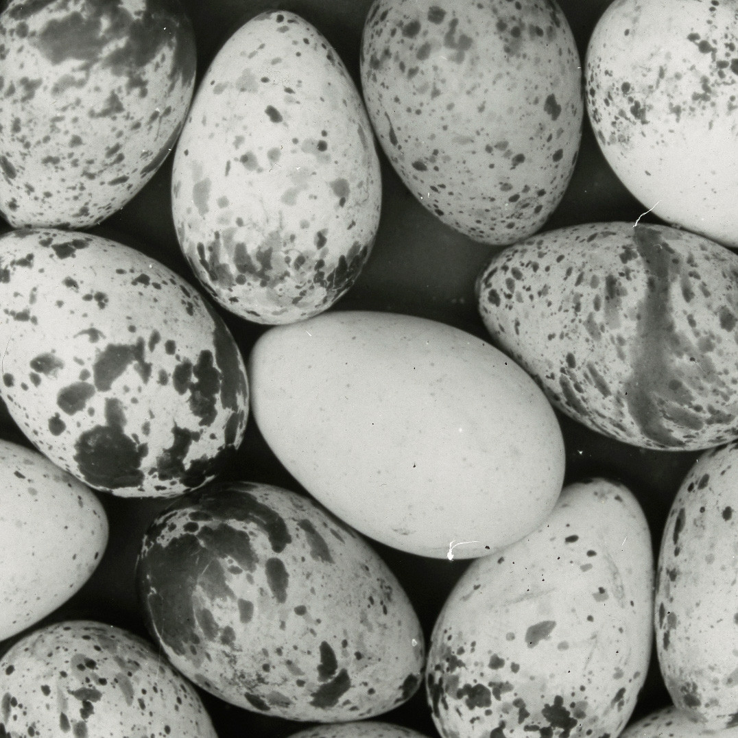Twenty-one sooty tern eggs