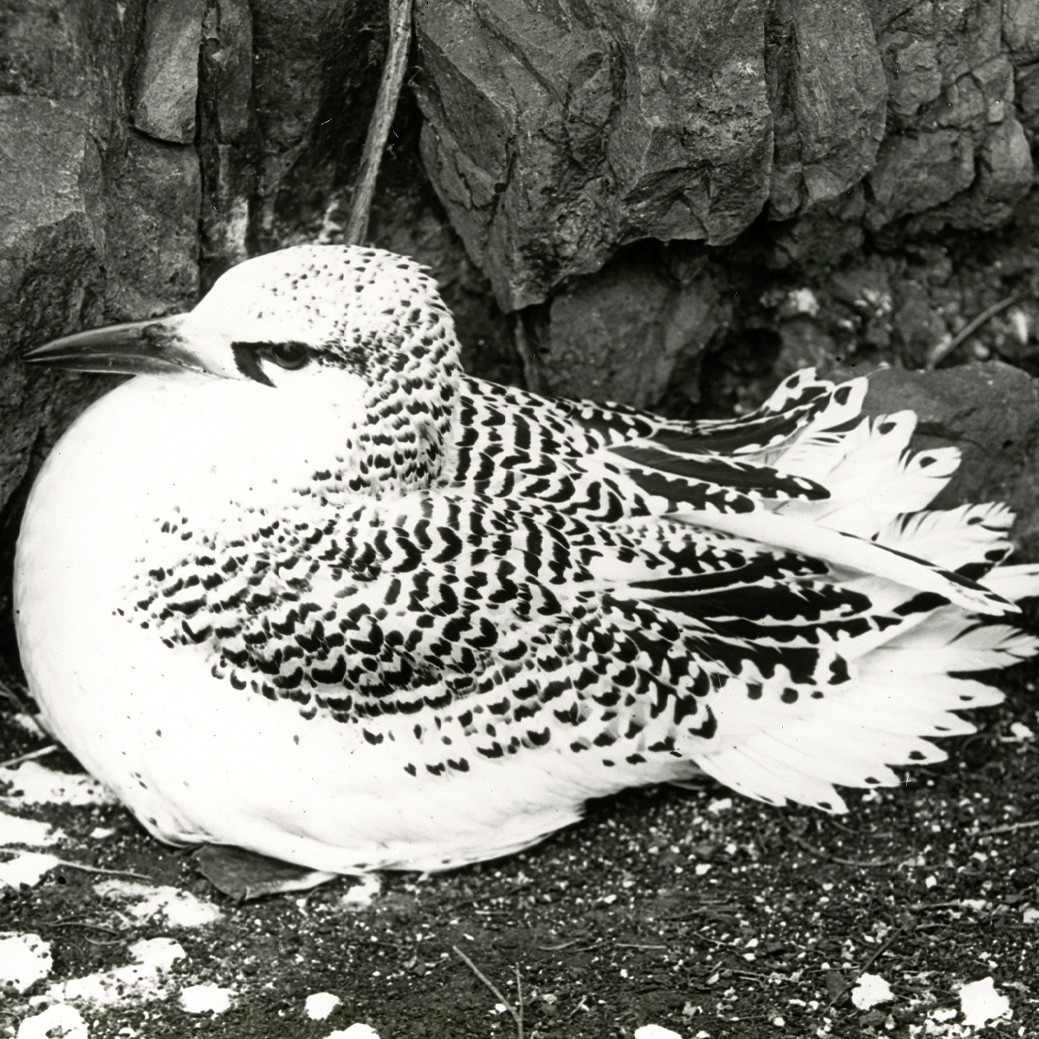 Juvenile red-tailed tropicbird, Lord Howe Island