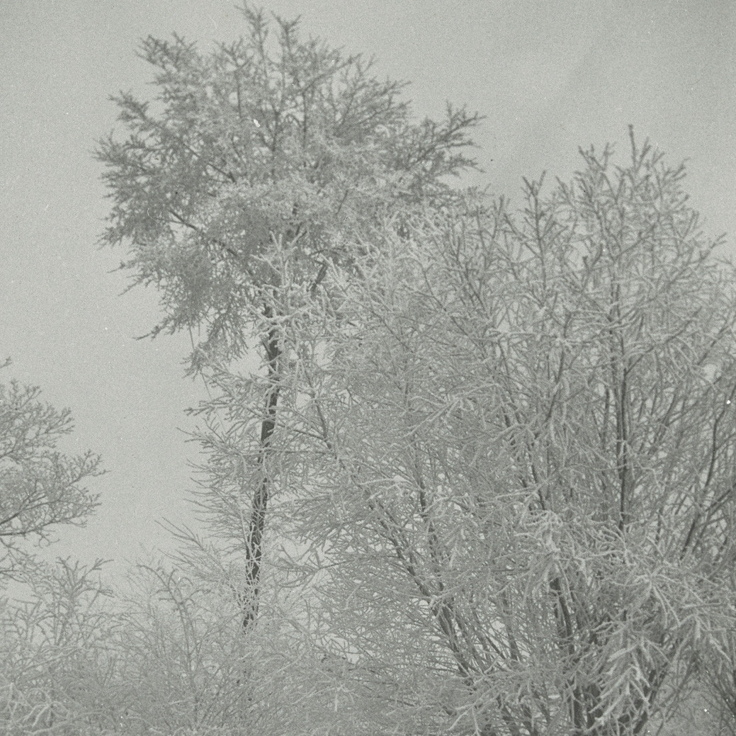 Trees covered in 'Hoar frost'