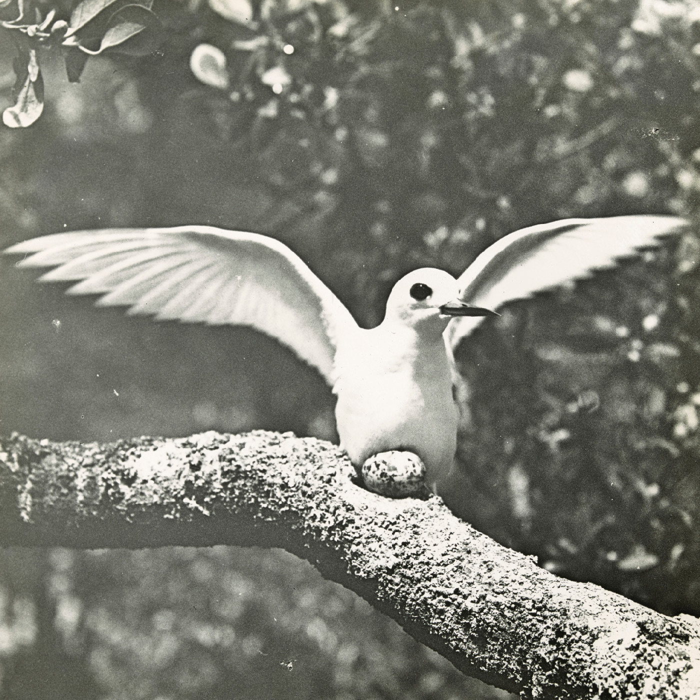 White tern stretching its wings, Norfolk Island