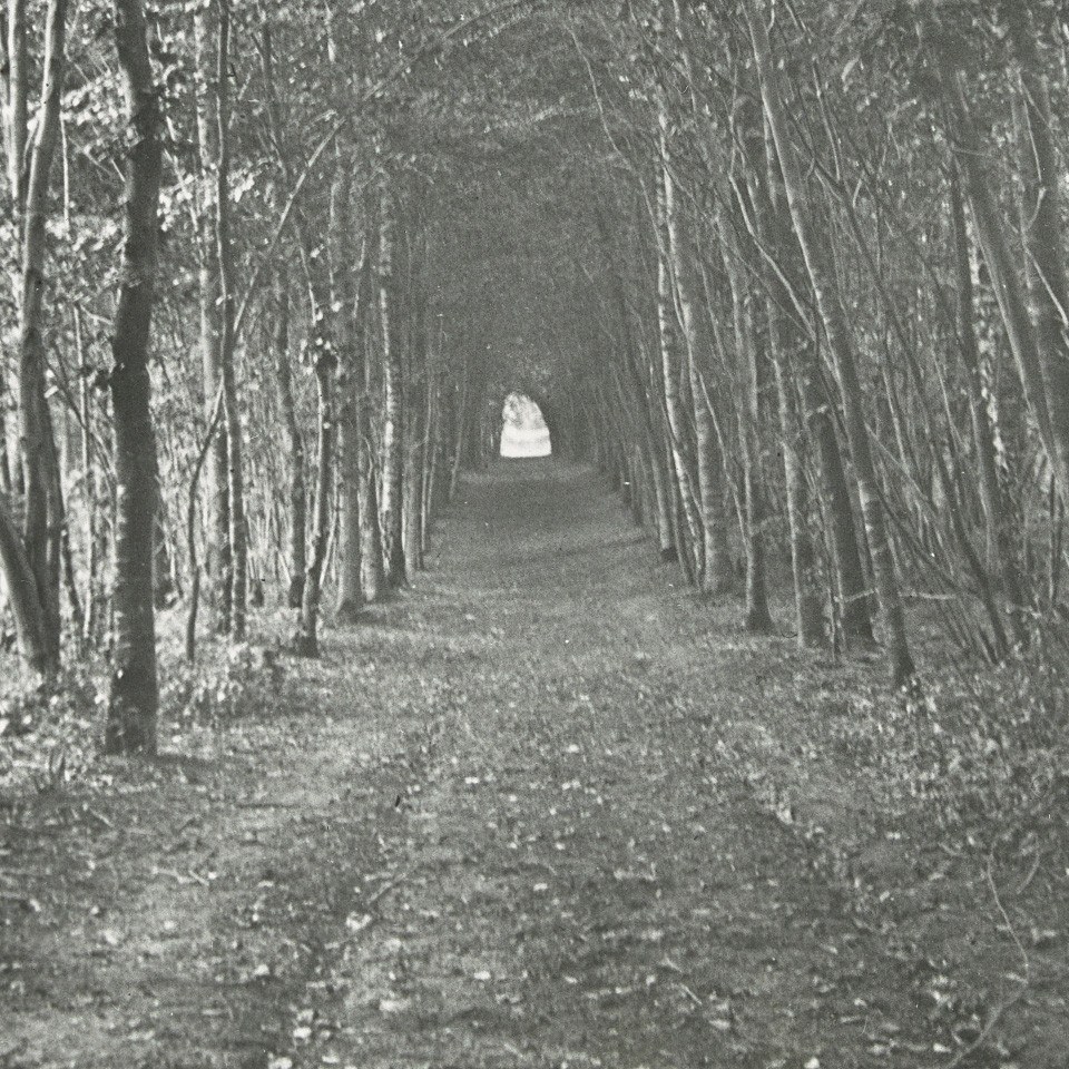 Avenue of trees, France