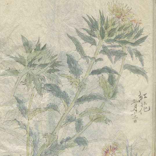 花卉蔬果寫生 / 椿氏琢華堂. Kaki yasai to kajitsu shasei (volume 1)