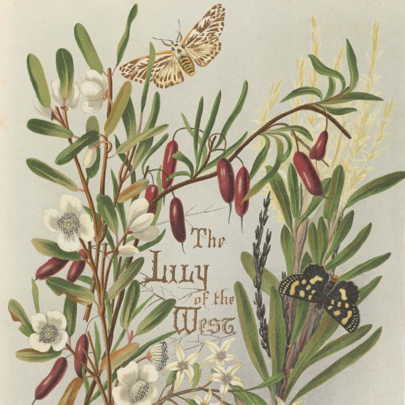 Bush friends in Tasmania: last series