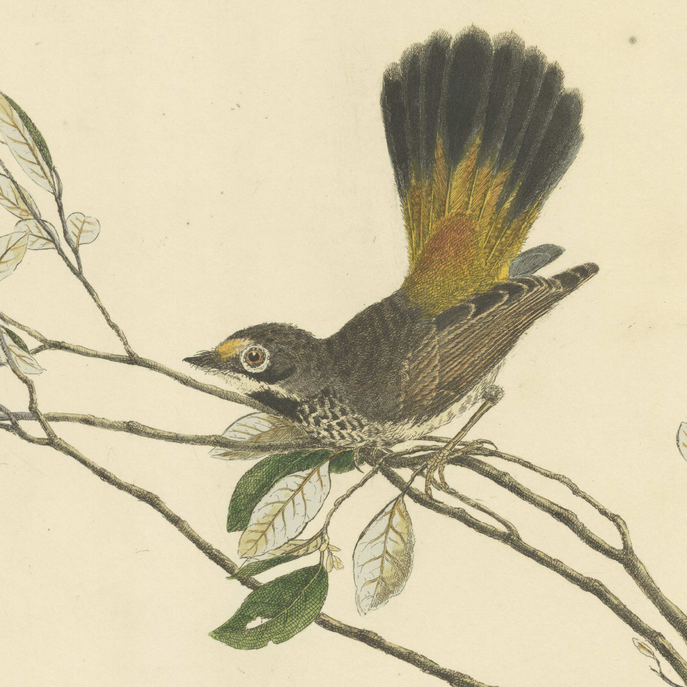 A natural history of the birds of New South Wales