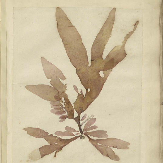 Album of seaweeds vol. 1