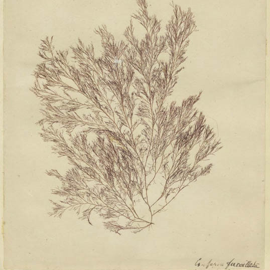 Album of seaweeds vol. 2