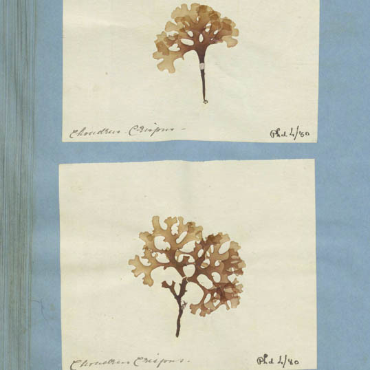 Algae specimens.