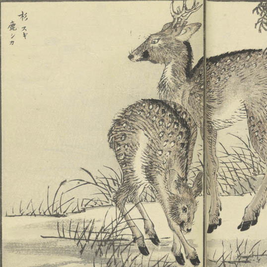 芳文畫譜 / 菊池芳文先生著画. (Hōbun gafu)